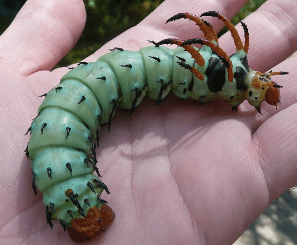 Big Caterpillars An Identification Guide to 15 Large Caterpillar