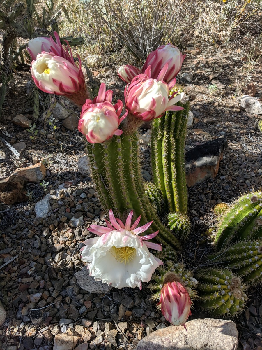 Tucson's ArizonaSonora Desert Museum's Blooming Torch Cacti WanderWisdom