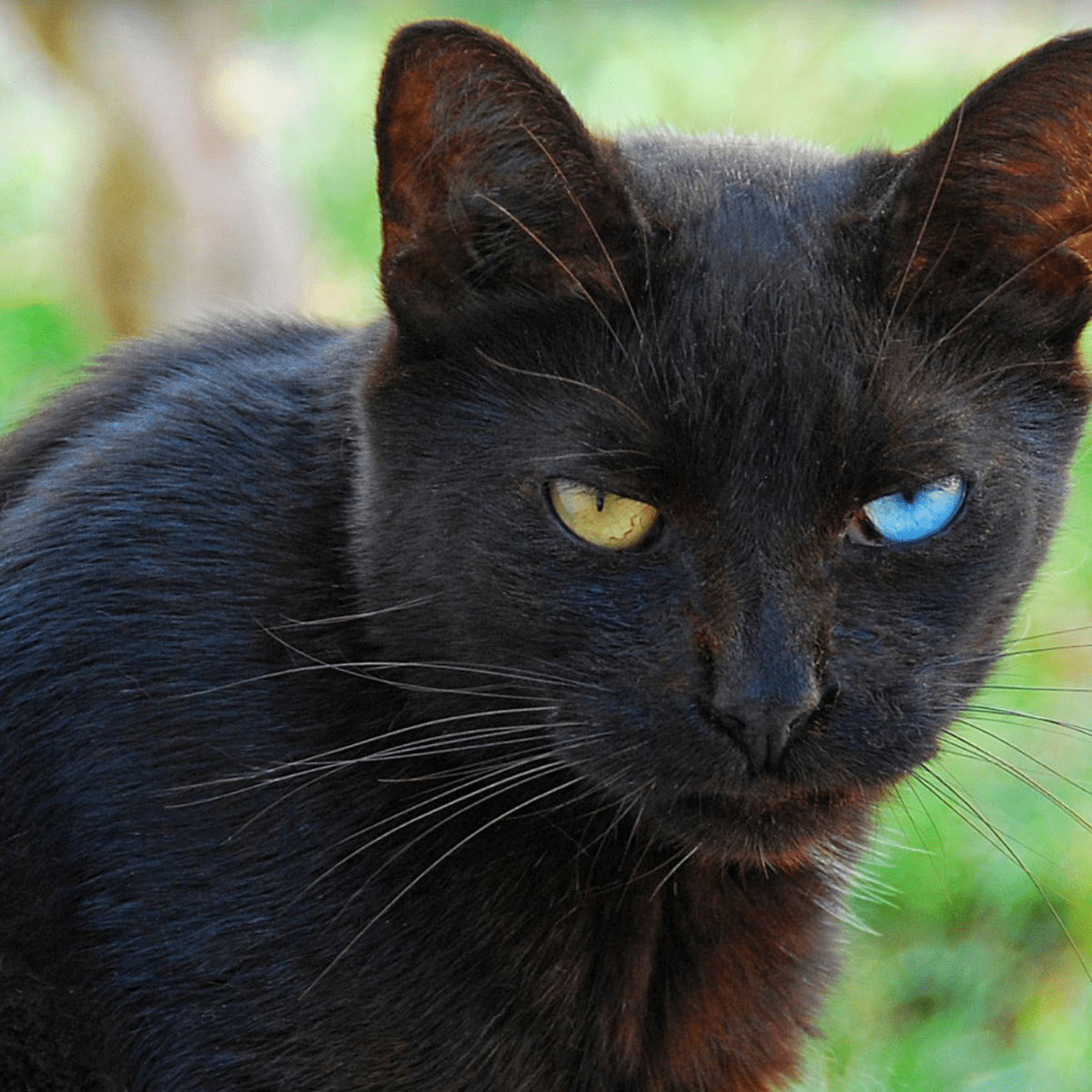 150+ Names for Cats With 2 DifferentColored Eyes (Heterochromia) PetHelpful