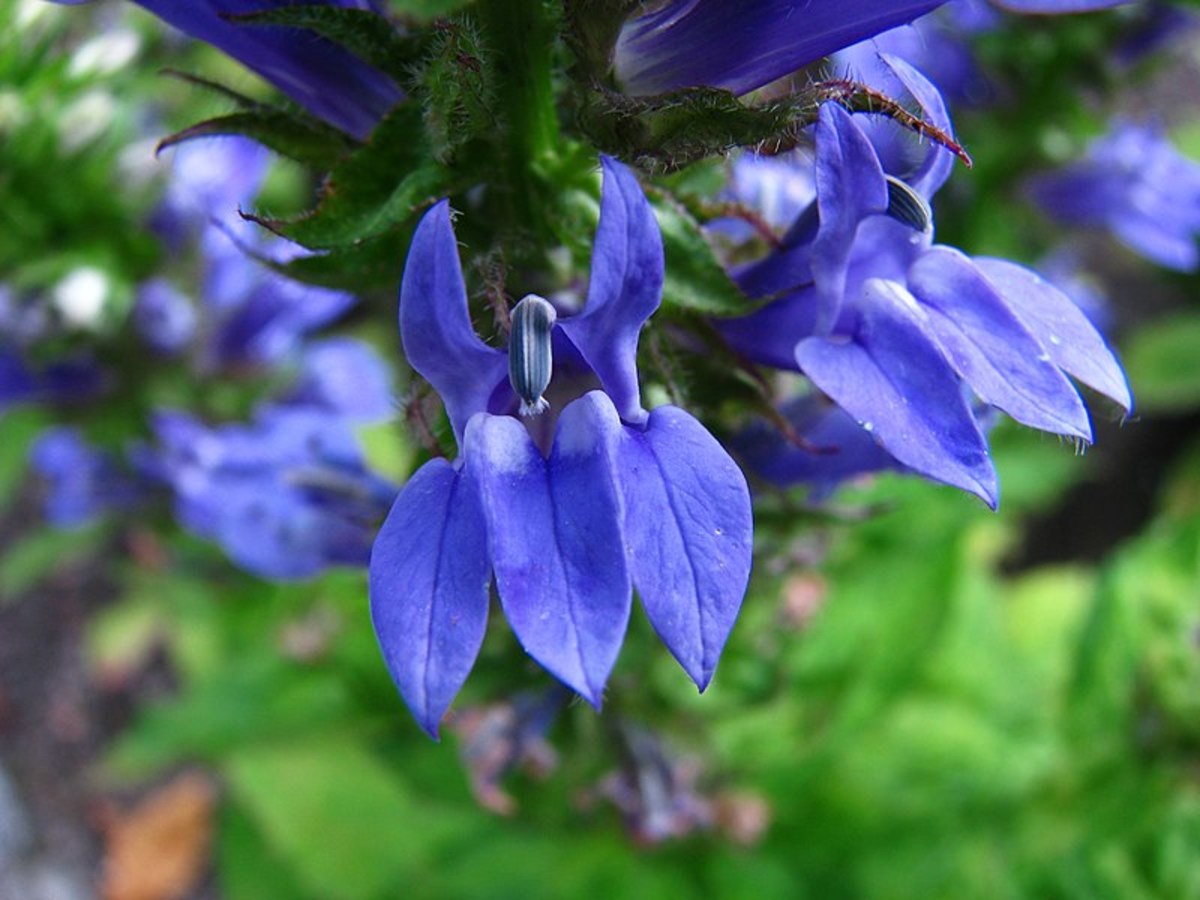 How to Grow Great Blue Lobelia, a Native Plant Dengarden