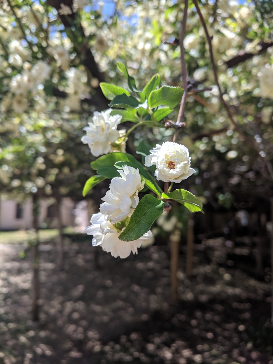 Story Behind Tombstone Arizona's World Famous Rose Bush HubPages