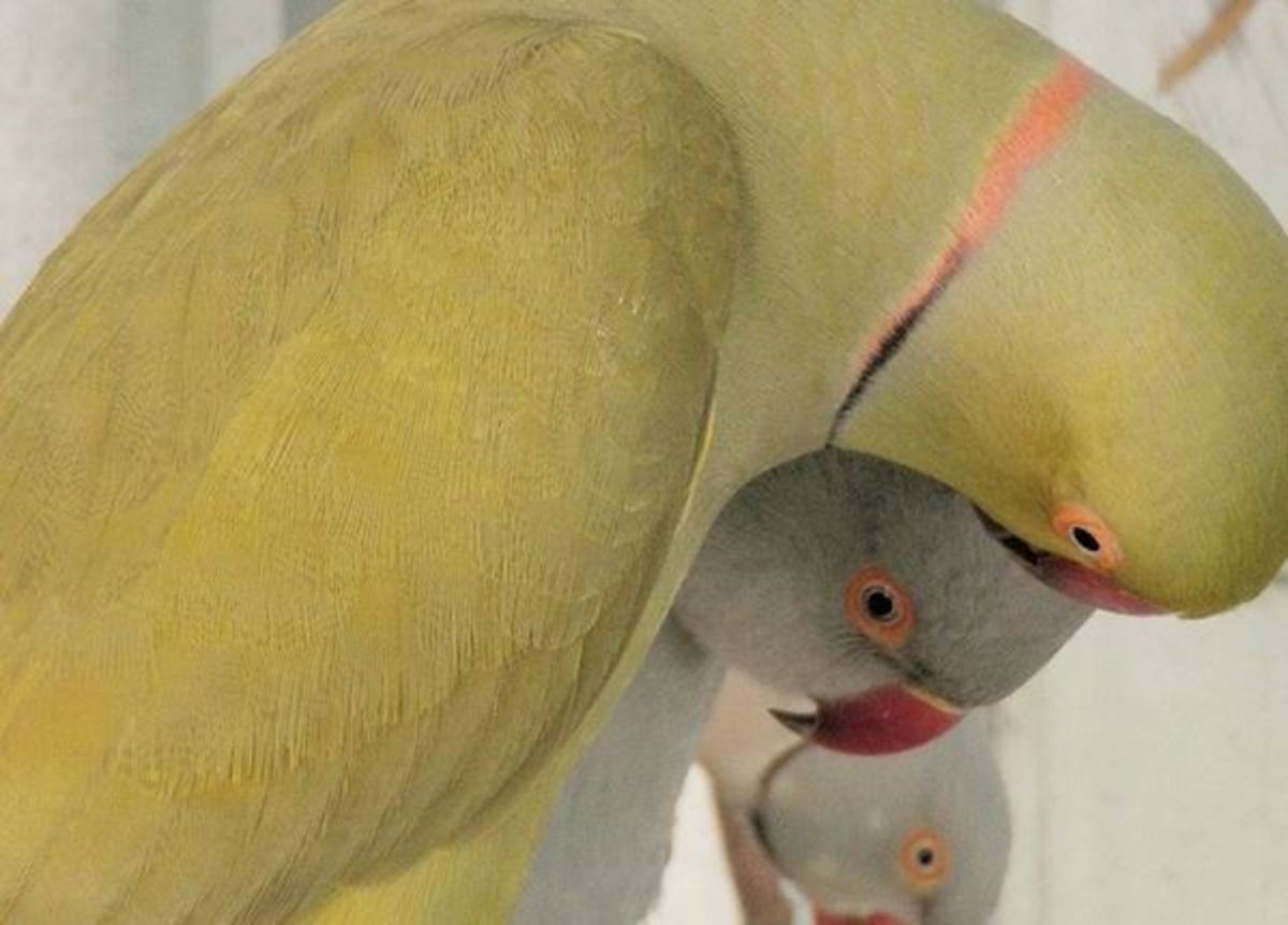 Indian Ringneck Parrots PetHelpful