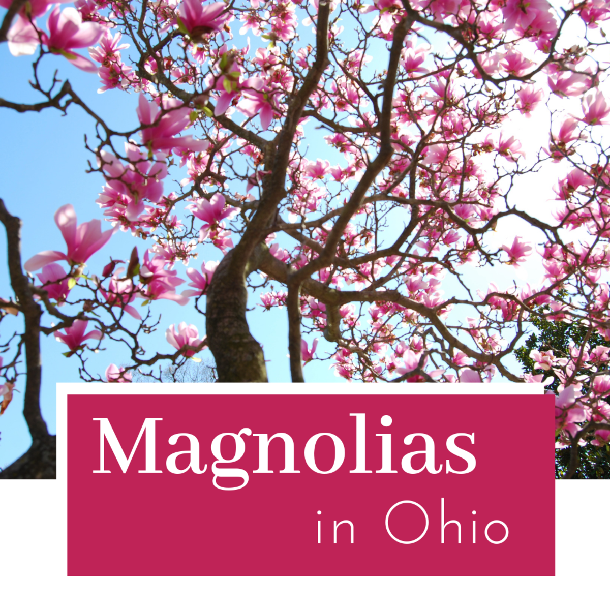 Ohio’s Blooming Magnolia Trees Dengarden