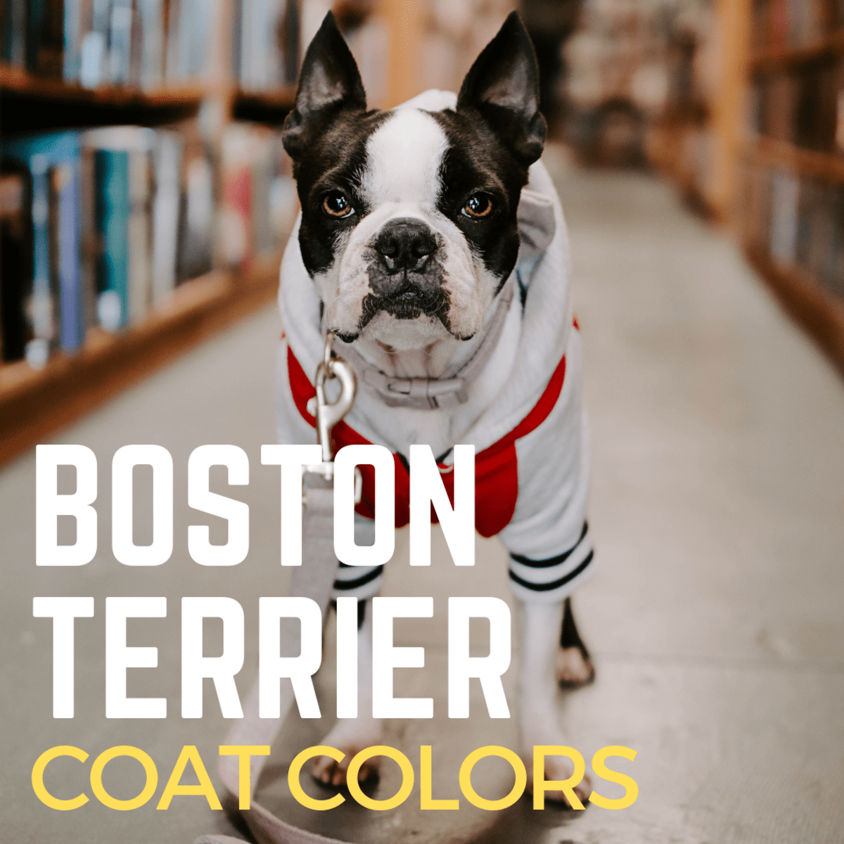 Boston Terrier Coat Colors All About the Breed PetHelpful