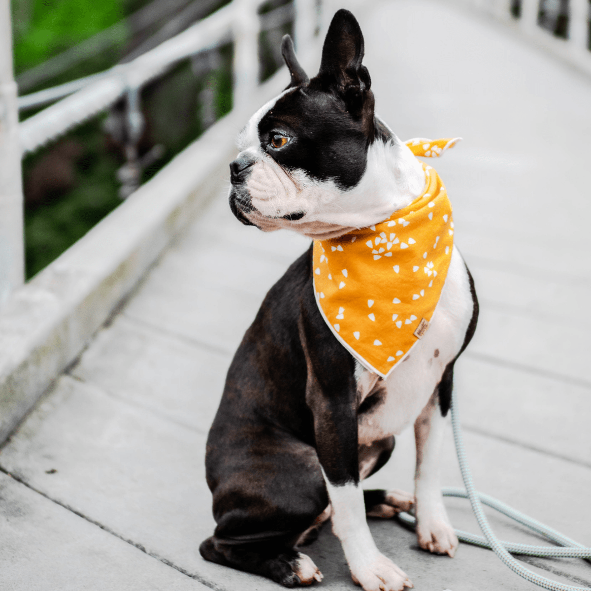 Boston Terrier Coat Colors All About the Breed PetHelpful