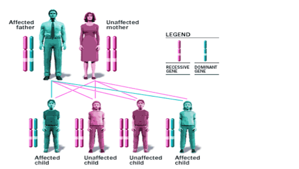 Thalassemia A Disorder HubPages