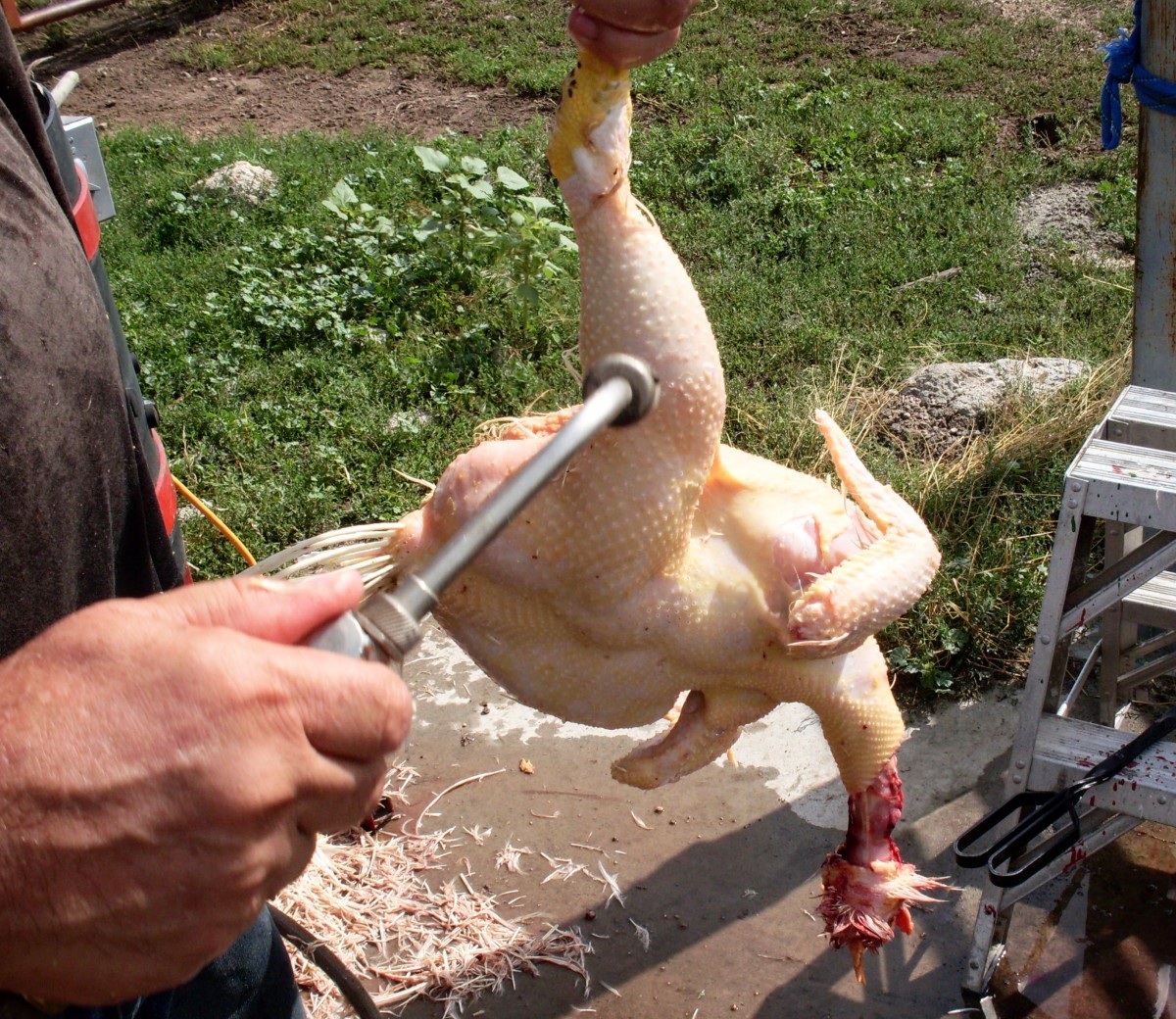 How to Butcher a Chicken, Part 1 Preparing Your Work Space; Killing