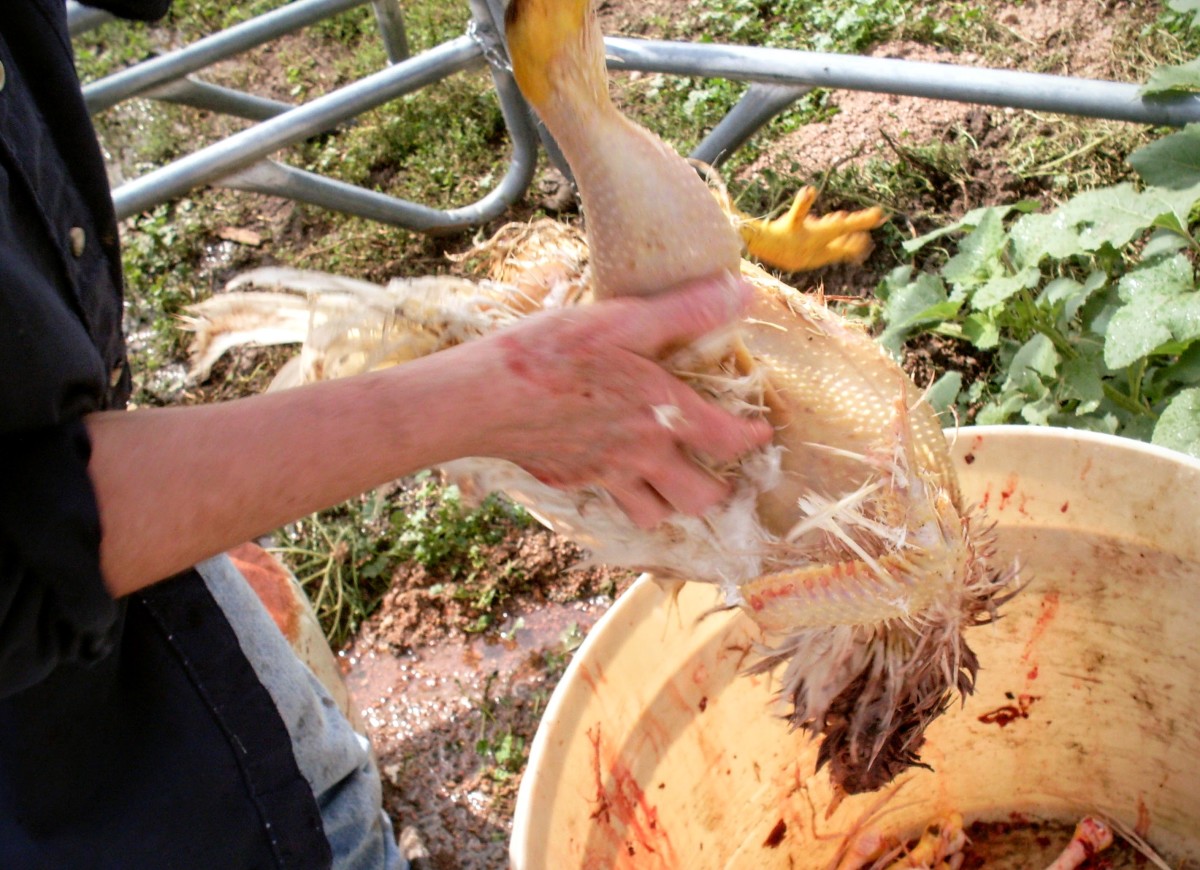 How to Butcher a Chicken, Part 1 Preparing Your Work Space; Killing