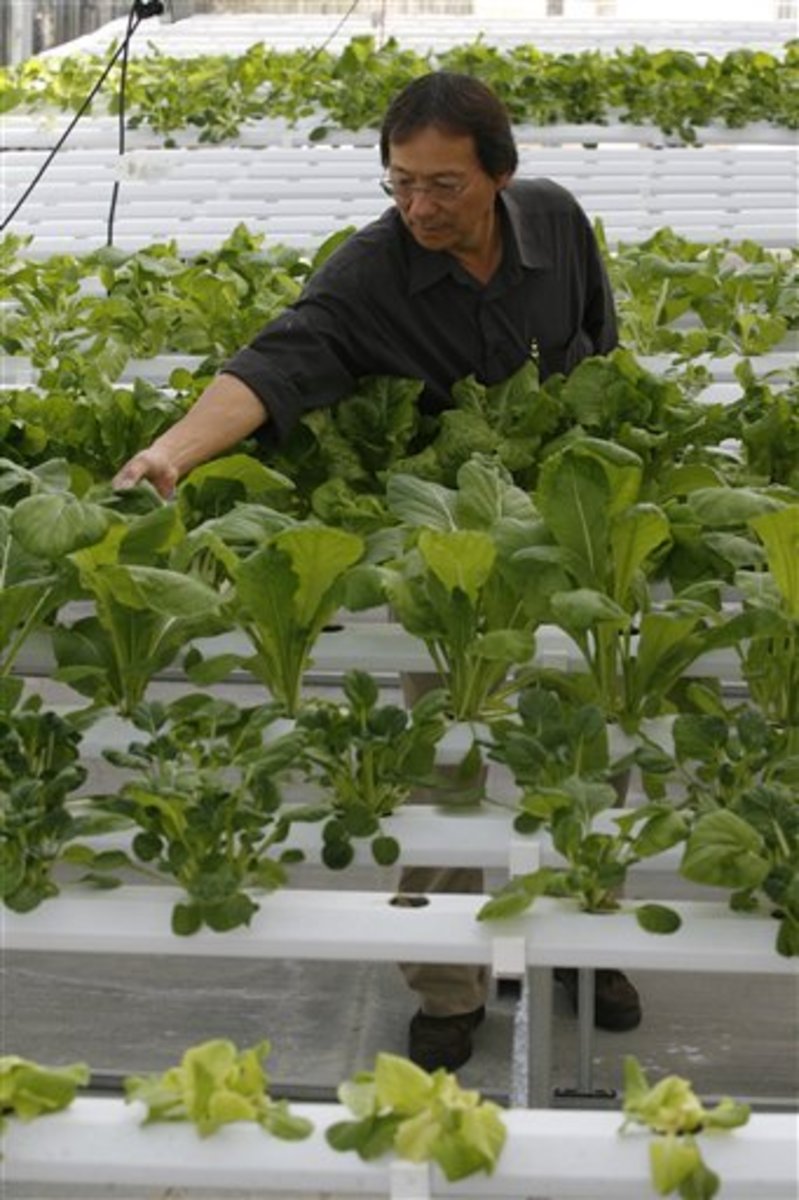 Fastest Growing Hydroponics Plants Large Harvest Heavy Fruiting