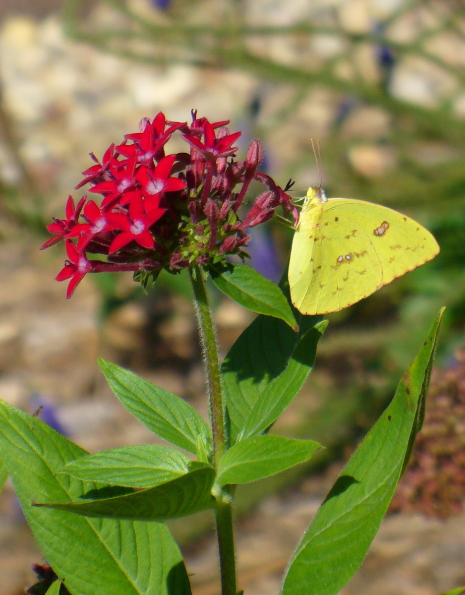 Common Butterflies Seen in the Midwest USA HubPages