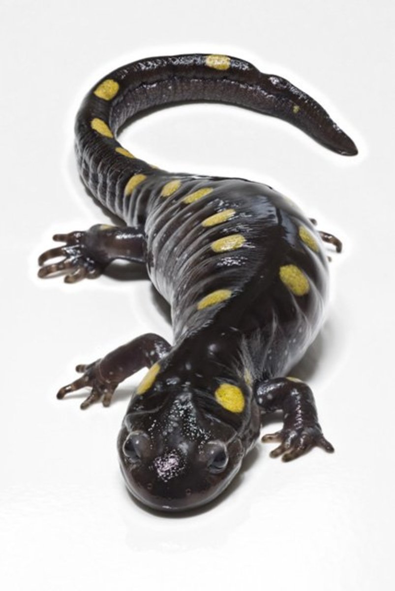 Best Beginner Pet Salamanders and Newts PetHelpful