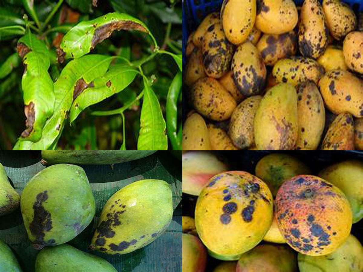 Compendium of Diseases Mango