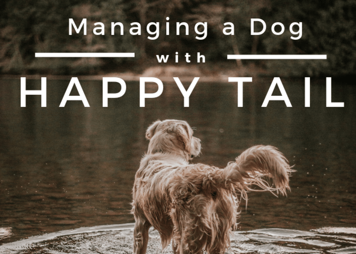 When Your Dog Injures the Tip of Its Tail A Simple, Homemade Remedy PetHelpful