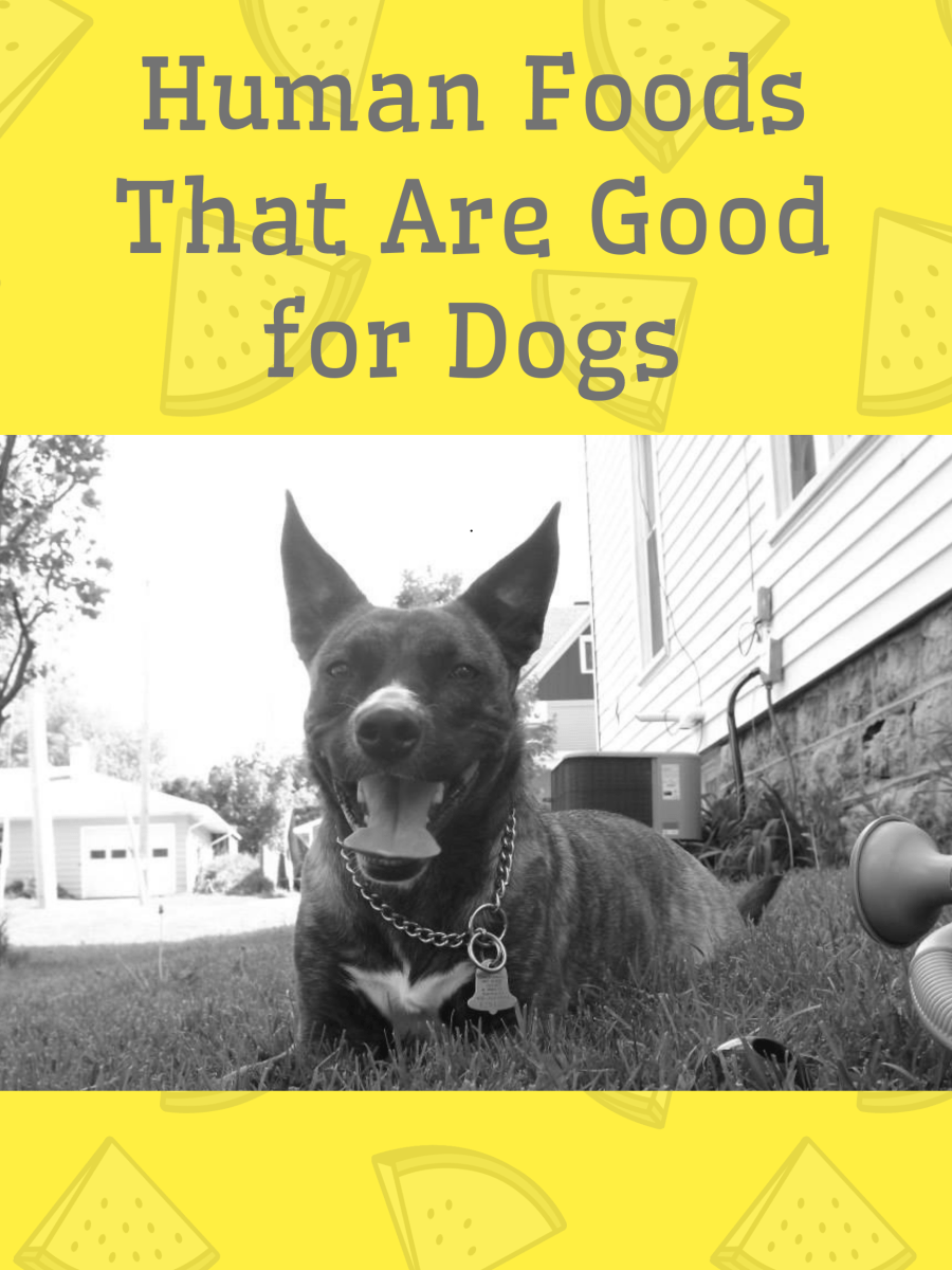 Human Foods That are Good for Dogs HubPages