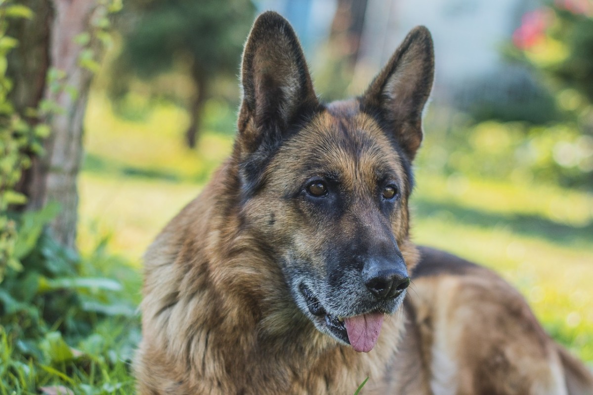 How Long Do German Shepherds Live? PetHelpful