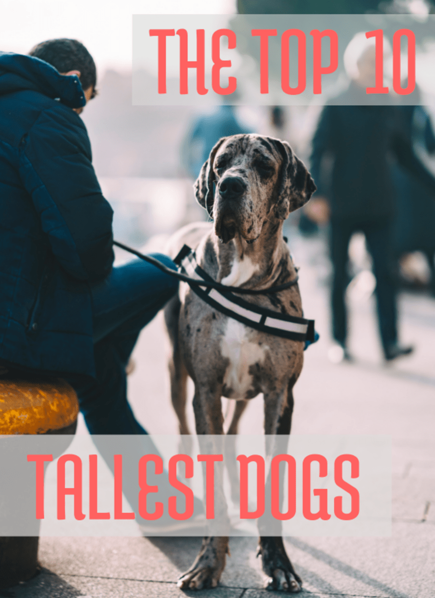 The Five Best Livestock Guard Dogs for Sheep, Goats, and Other Herds