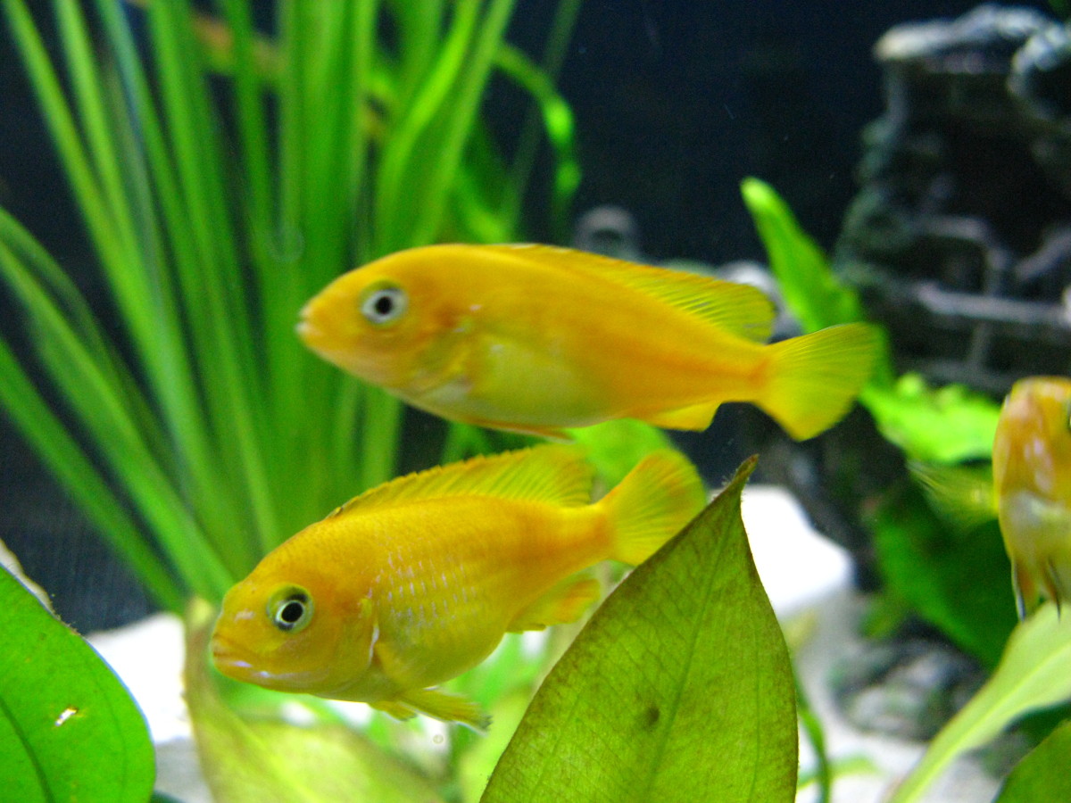 How to Choose the Best Food for Your African (Lake Malawi) Cichlids PetHelpful