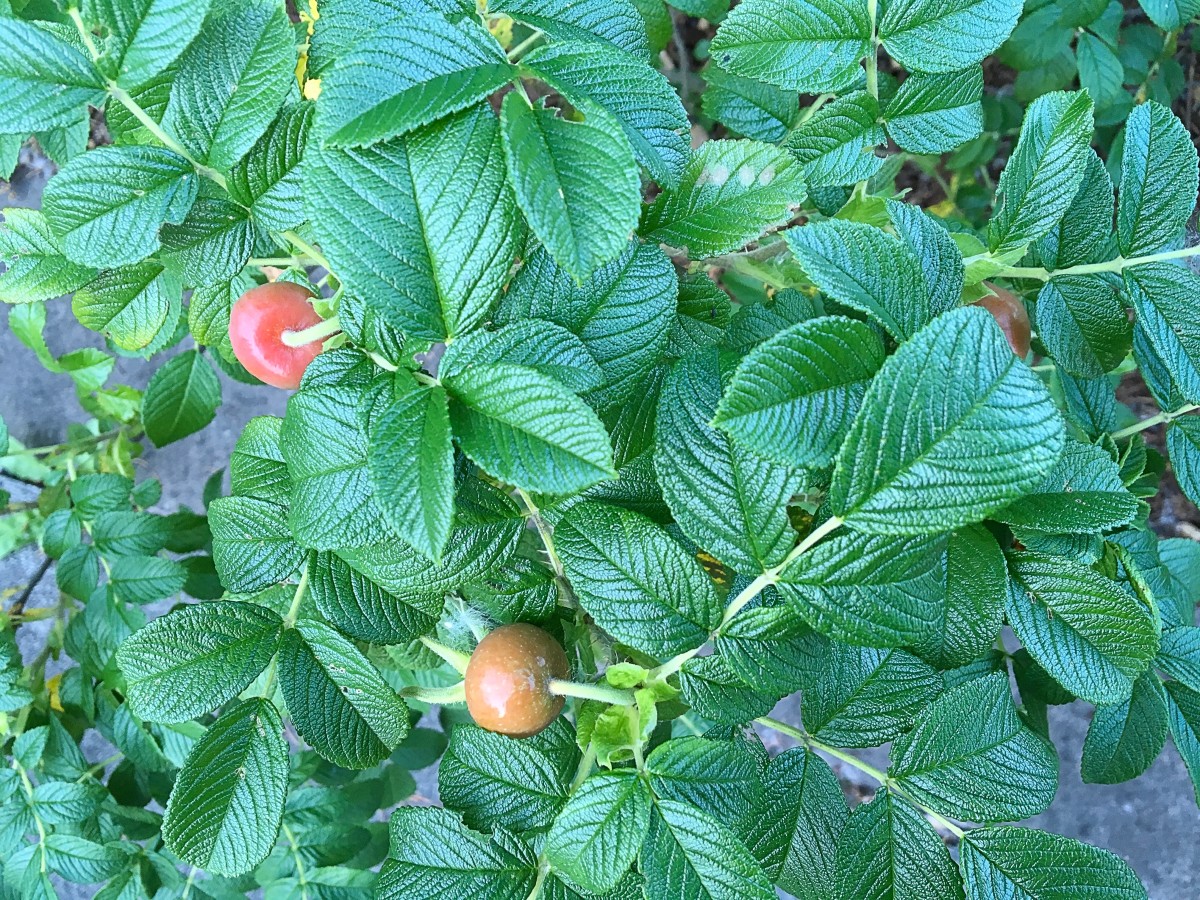 Roses Plant and Flower Facts, Photos, and Symbolic Meanings Owlcation