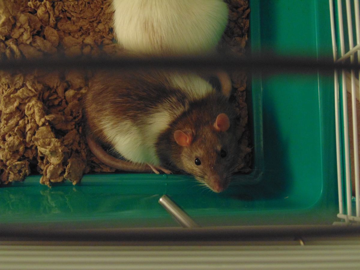 Pet Rats Male or Female? PetHelpful