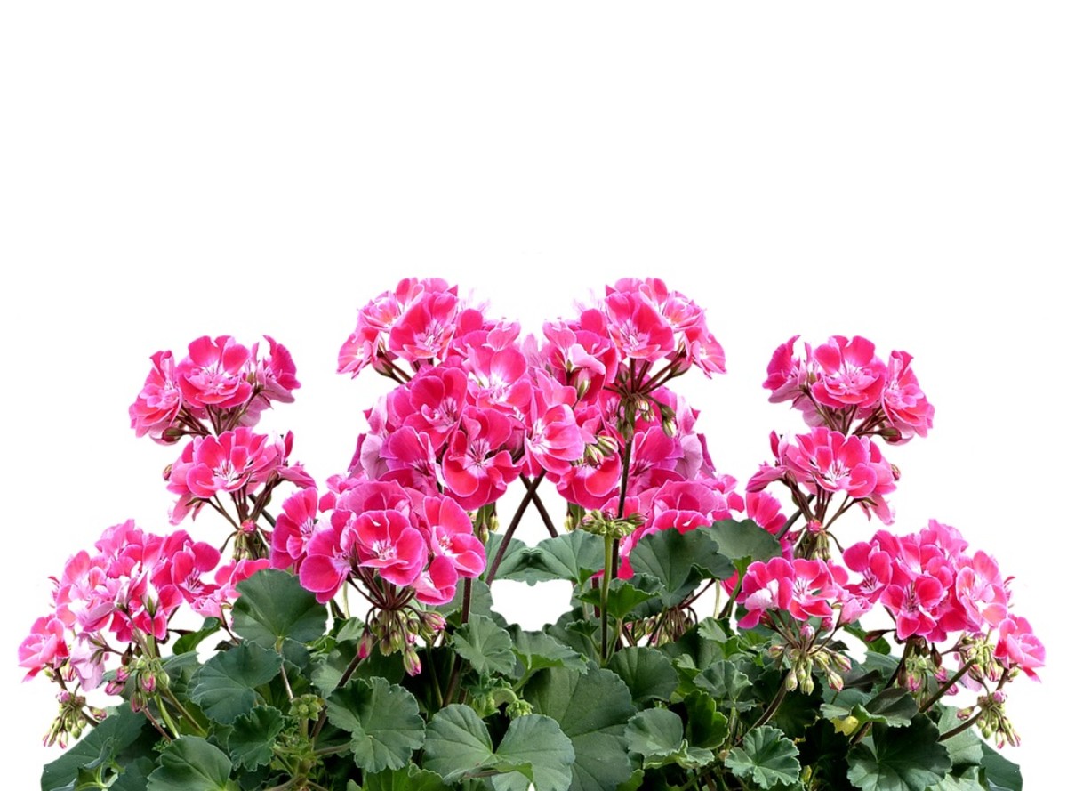 How To Get More Flowers On My Geraniums at Christen Turner blog