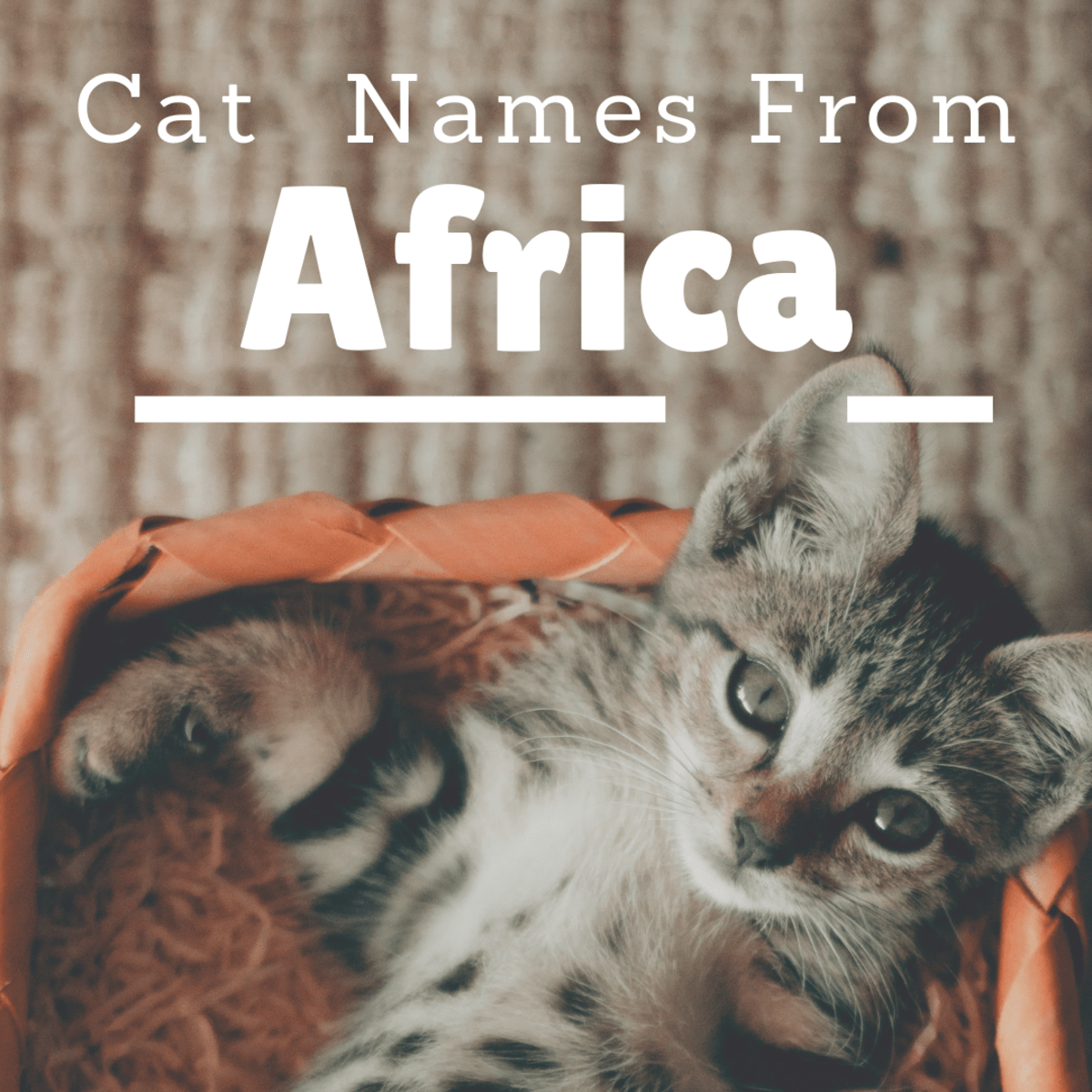 20 Awesome Cat Names From Africa PetHelpful