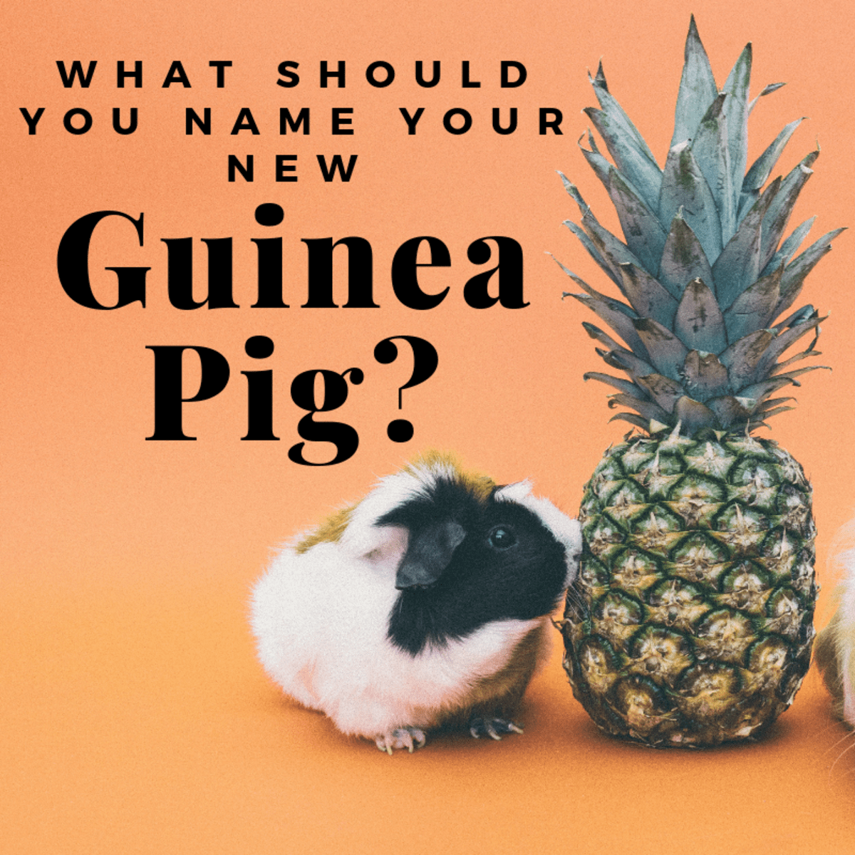 Guinea Pig Name Ideas PetHelpful