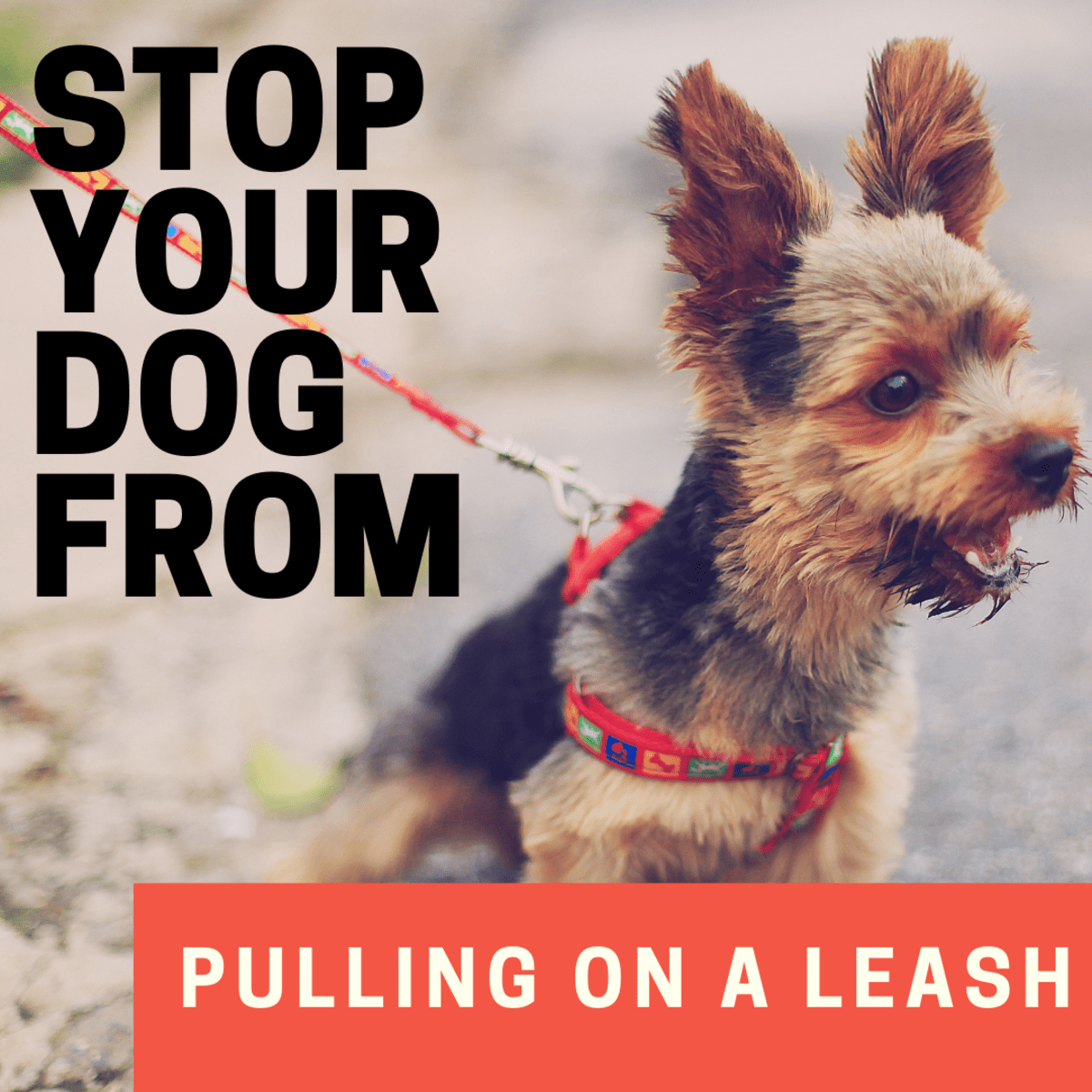 How to Stop a Dog From Pulling on the Leash PetHelpful