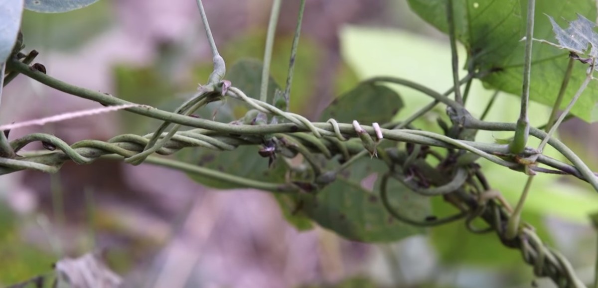How to Get Rid of Kudzu in 5 Steps Dengarden