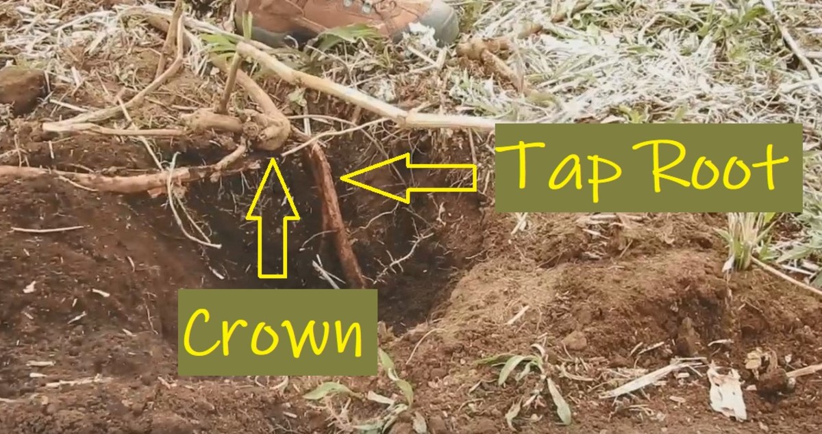 How to Get Rid of Kudzu in 5 Steps Dengarden