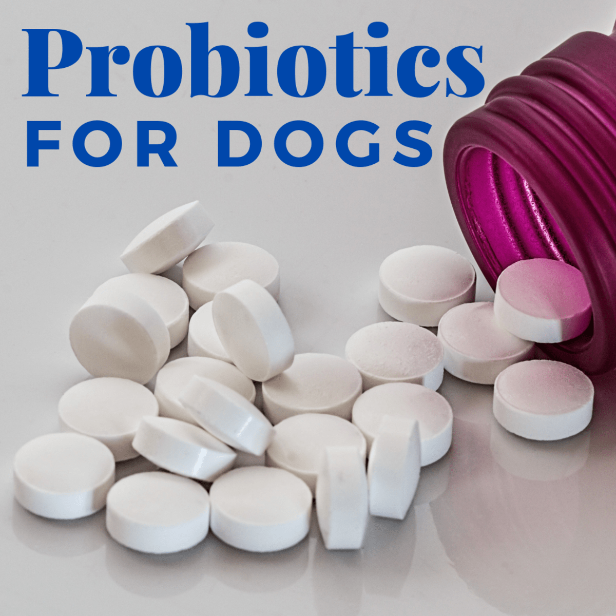 Using Probiotics to Resolve Dog Diarrhea PetHelpful
