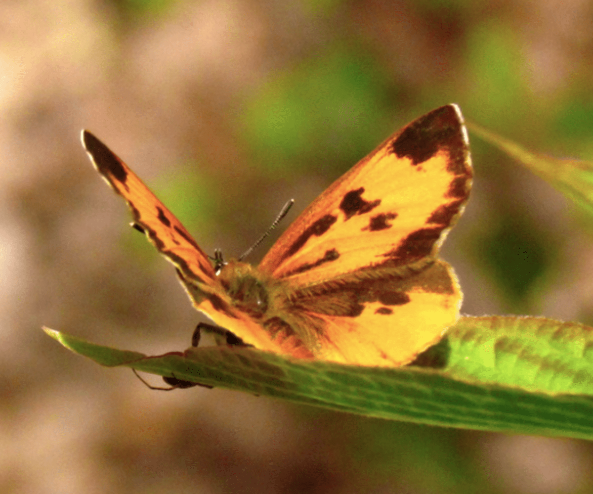 Orange Butterfly Identification and Guide to 29 Species Owlcation