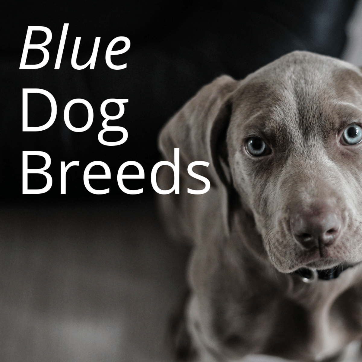 Blue Dog Breeds—What Makes Them so Beautiful? PetHelpful