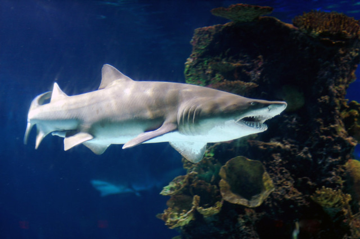 Are There Sharks in Long Island Sound? Yup! Shark Attacks Too! HubPages