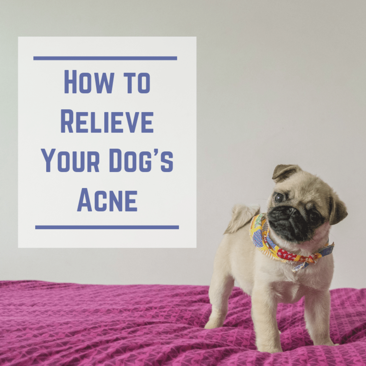 Does My Dog Have Acne or Pimples? Are There Natural, Homemade Remedies