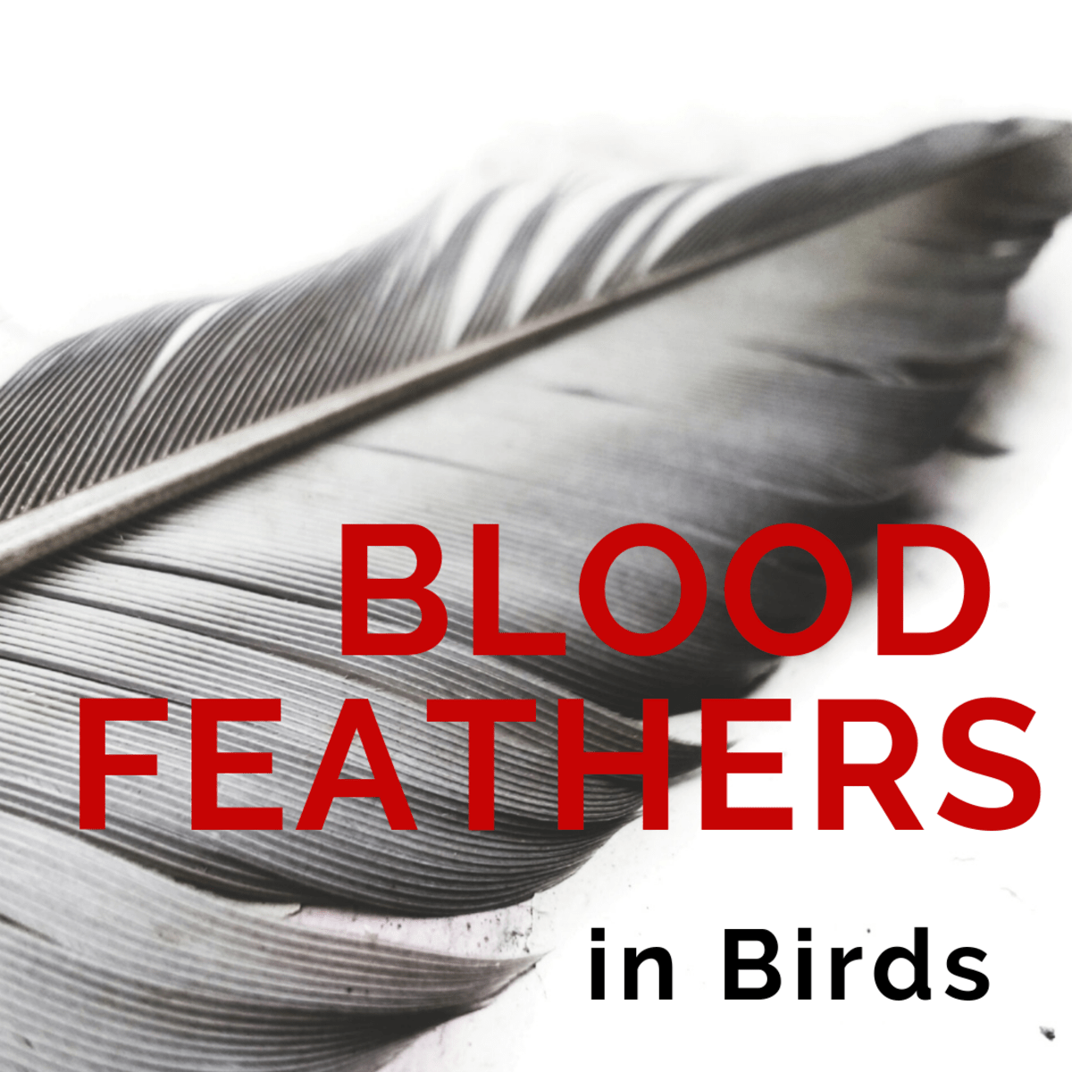 Blood Feathers in Birds Pulling Feathers vs. Styptic Powder PetHelpful