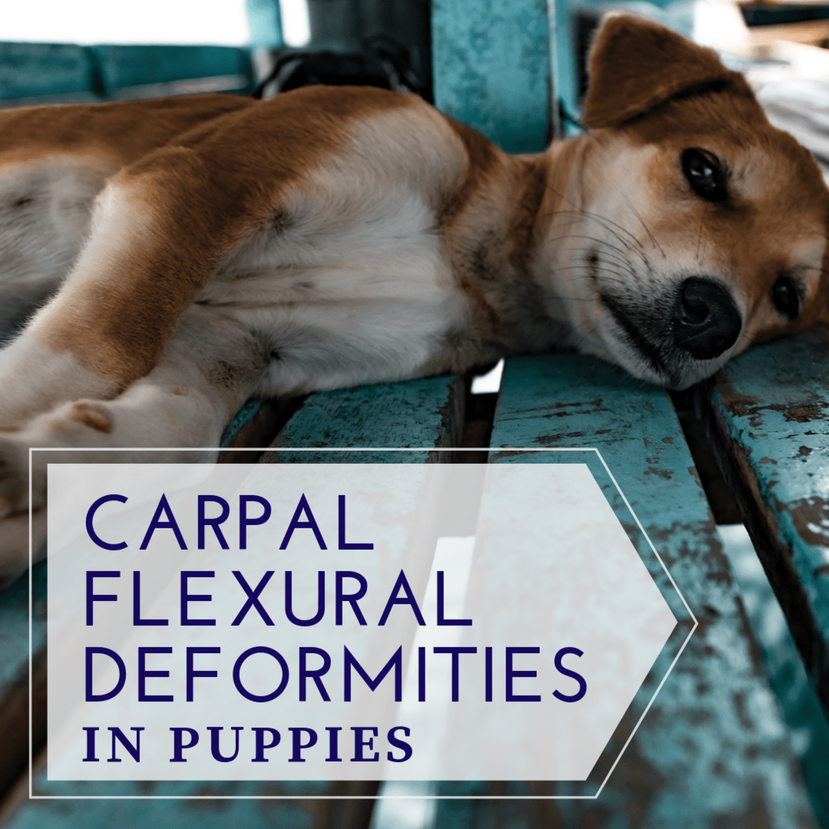 Carpal Flexural Deformities in Puppies PetHelpful