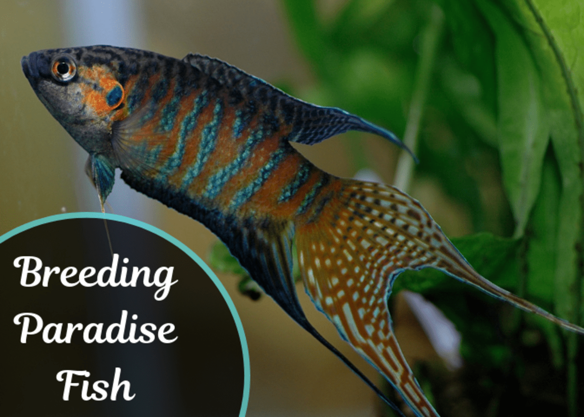 How to Breed Paradise Fish PetHelpful