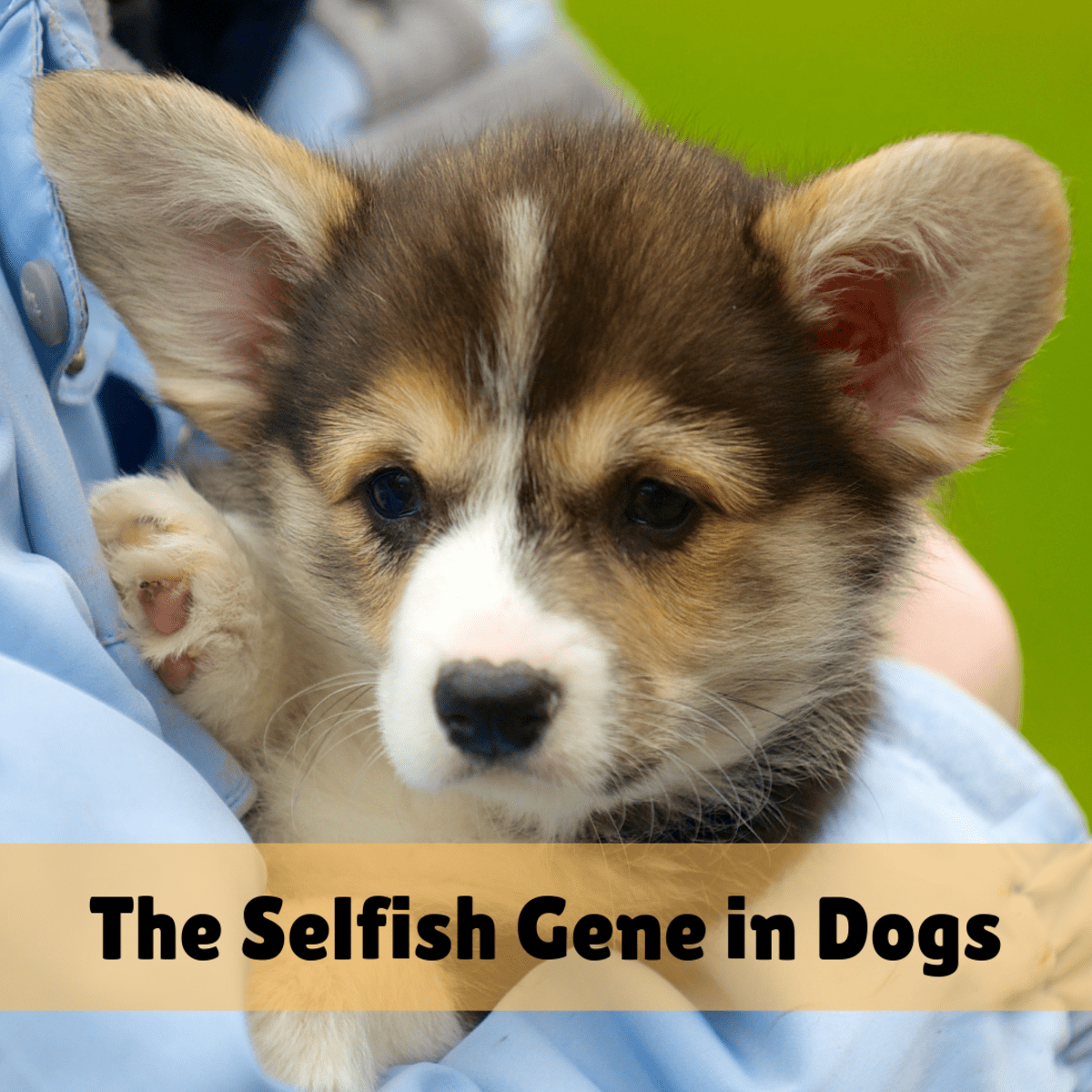 Does the Dog You Adopted Have the Selfish Gene? PetHelpful