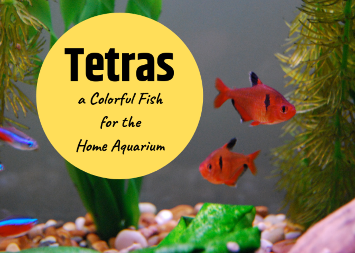 How to Care for Tetras (a Popular Home Aquarium Fish) PetHelpful