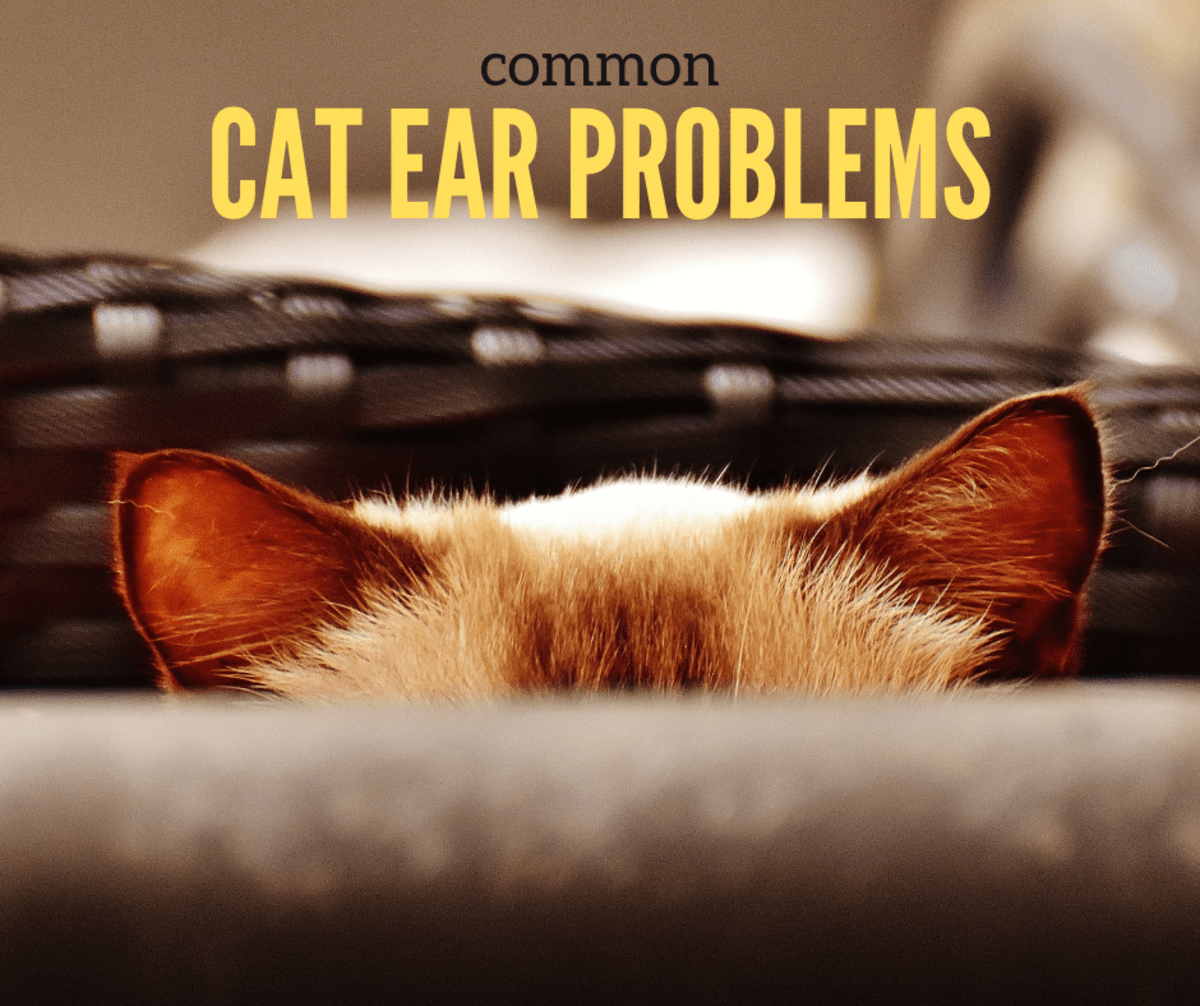 Cat Ear Problems PetHelpful
