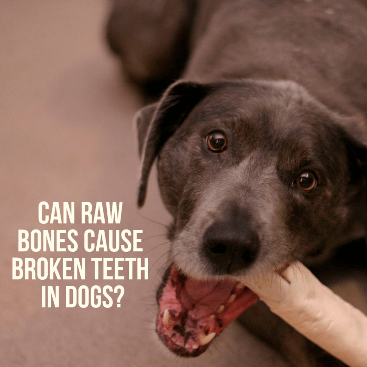 Milk Bones Cause Cancer In Dogs CancerWalls