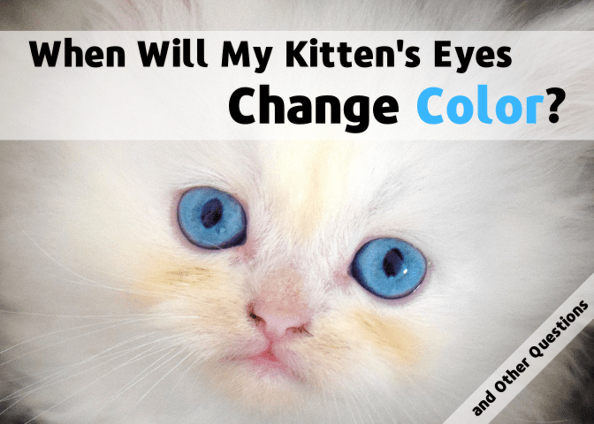 Newborn Kittens What You Need to Know PetHelpful