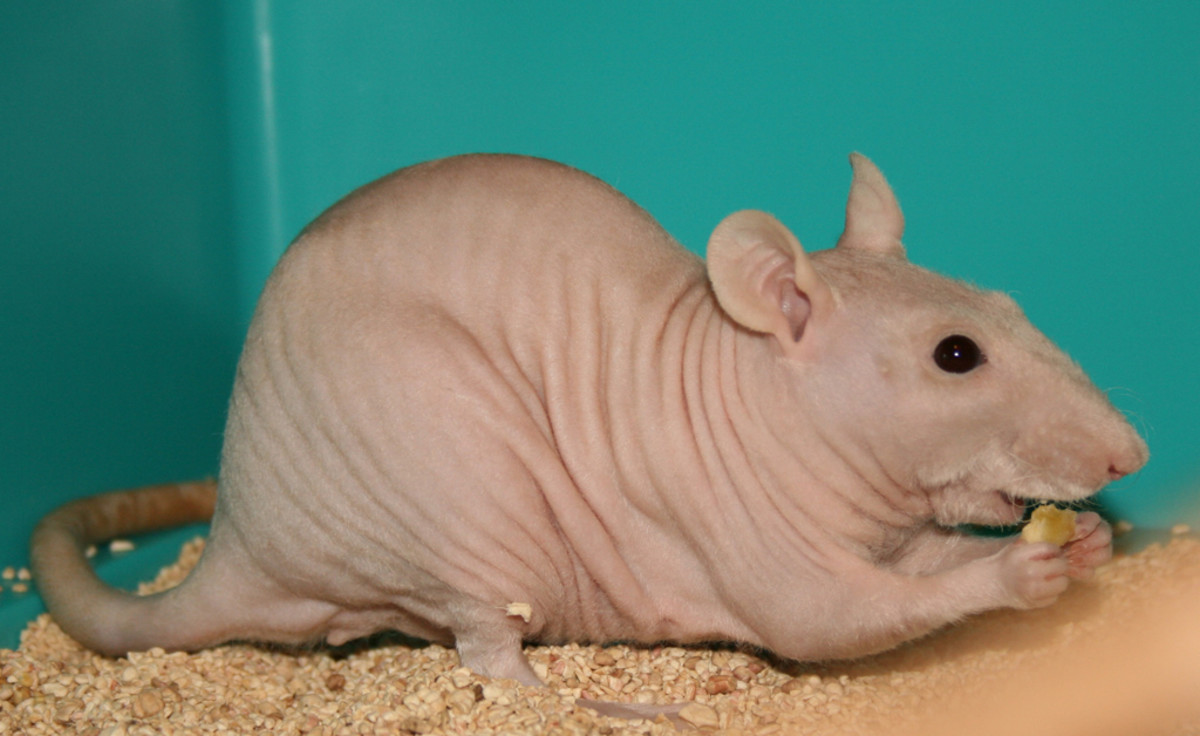 Common Hairless Rat Health Problems PetHelpful