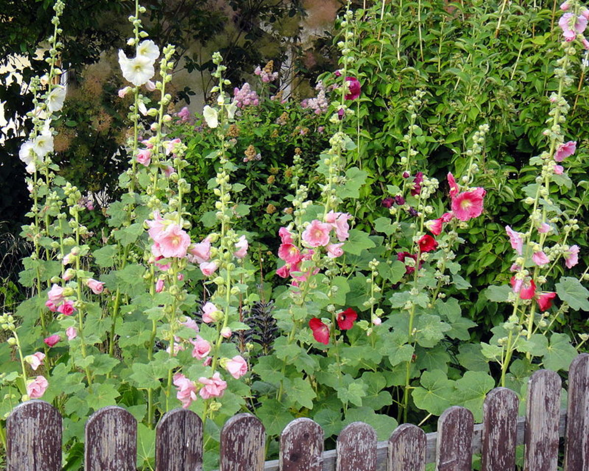 How to Grow Hollyhocks, a Cottage Garden Favorite Dengarden