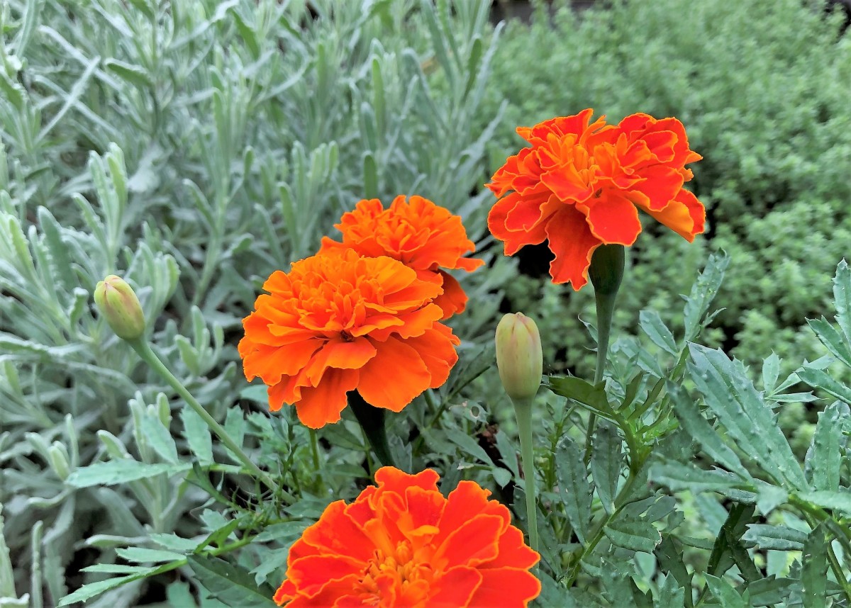 French Marigolds Aren't French (and Other Facts About Tagetes Patula