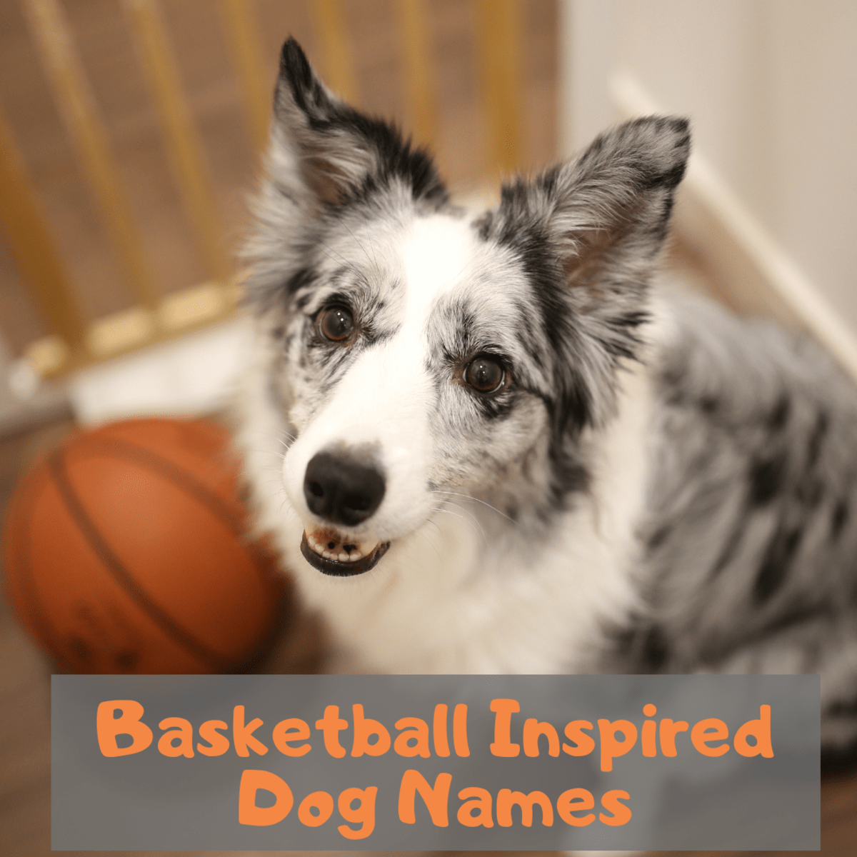 Sporty Pet Names Dog Names After Basketball Players PetHelpful
