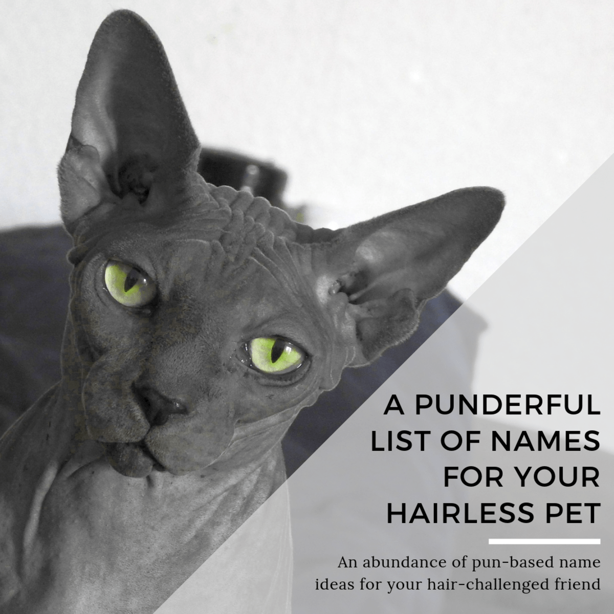 Punderful Names for Hairless Pets PetHelpful