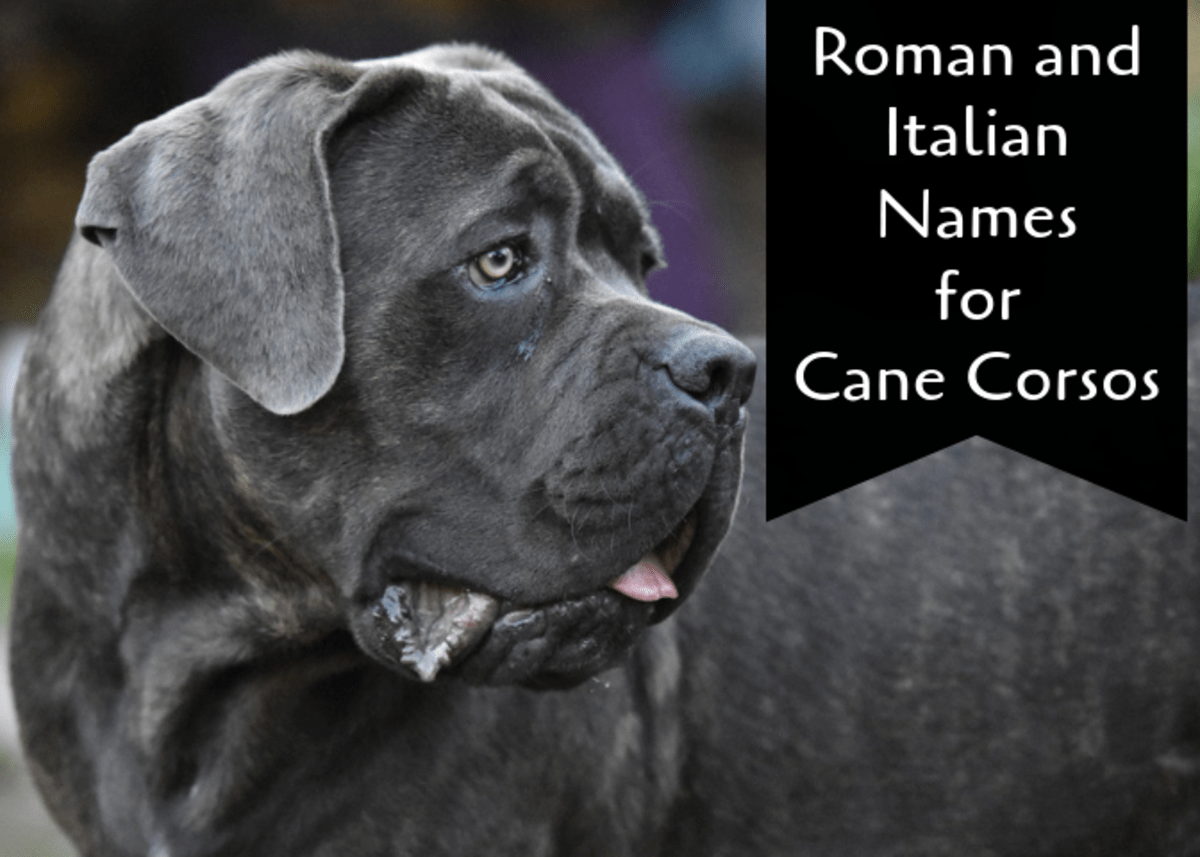 Best Roman Dog Names for My Cane Corso PetHelpful