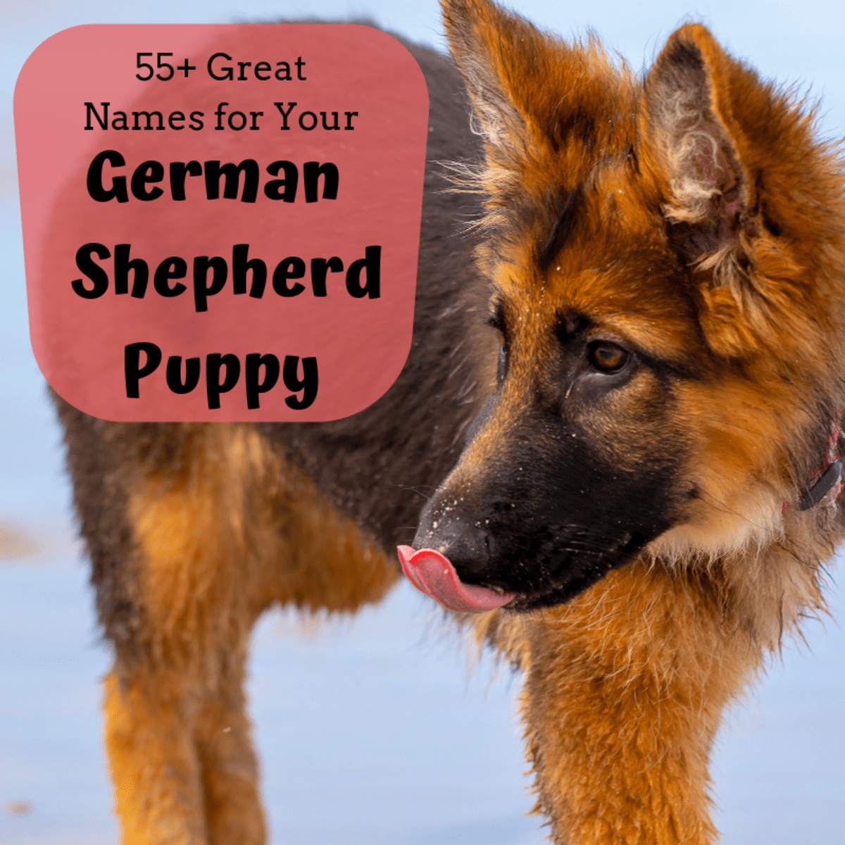 55 Best Dog Names for German Shepherd Puppies PetHelpful
