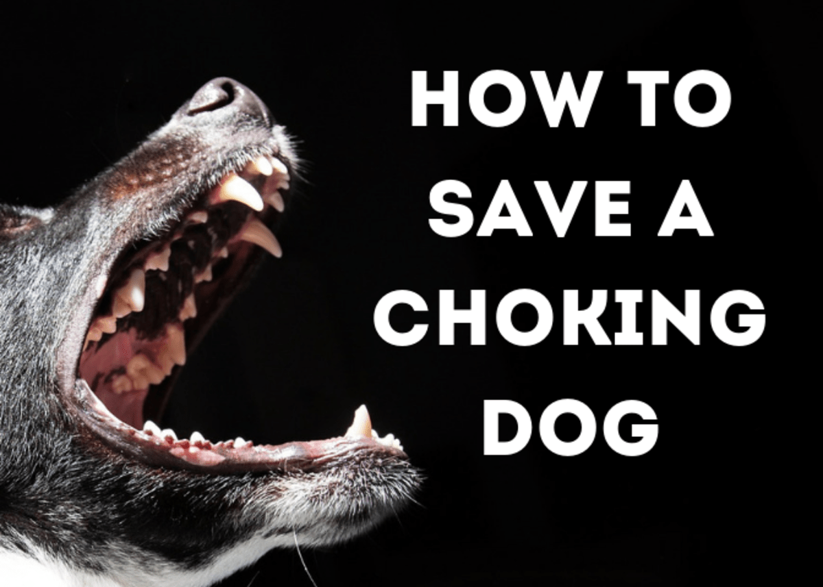 The Most Effective Way to Save Your Choking Dog's Life PetHelpful